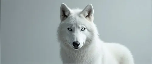 samoyedic,atka,white dog,borzoi,colotti,white wolves,Photography,General,Realistic