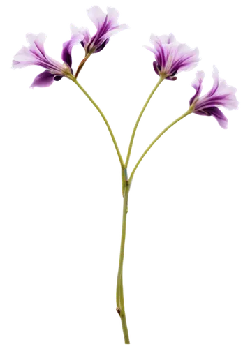 flowers png,spathoglottis,tulipan violet,centaurium,crown chakra flower,senetti,ikebana,flower illustration,illustration of the flowers,grape-grass lily,minimalist flowers,sciuris major vulgaris,lotus png,phalaenopsis equestris,flax-leaved tulip,pericallis,pogonia,crocuss,verbena,violet tulip,Art,Artistic Painting,Artistic Painting 07