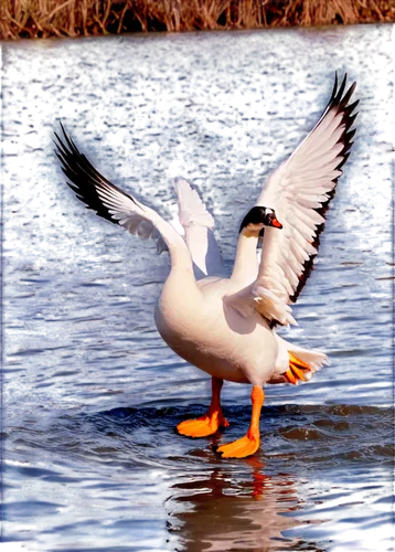 waterfowl, geese, ducks, feathered bodies, orange beaks, webbed feet, fluffy feathers, shiny eyes, wet scales, swimming, flying, standing, walking, rippled water, sunny day, soft lighting, 3/4 composi