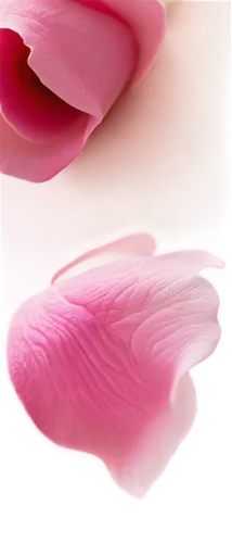 pink tulip,pink lisianthus,pink petals,tulip magnolia,pink quill,flowers png,petals,tulip background,petals of perfection,pink magnolia,pink tulips,cosmetic brush,lisianthus,tuberous pea,the petals overlap,feather carnation,petal,magnolia,paper flower background,tulip,Photography,Fashion Photography,Fashion Photography 24