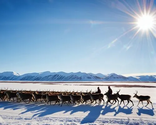 dogsledding,dogsled,mushing,dog sled,sled dog,iditarod,Photography,General,Realistic