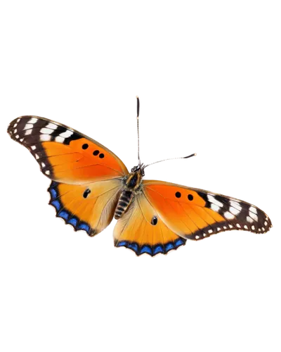 euphydryas,orange butterfly,polygonia,butterfly vector,vanessa atalanta,hesperia (butterfly),vanessa (butterfly),lycaena phlaeas,viceroy (butterfly),butterfly isolated,butterfly clip art,brush-footed butterfly,lepidoptera,lycaena,scotch argus,french butterfly,melanargia,papillon,isolated butterfly,janome butterfly,Conceptual Art,Daily,Daily 11