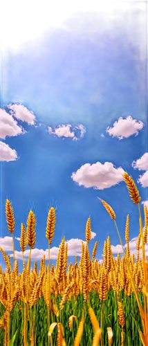 Wheat field, golden yellow, tall stems, swaying gently, sunny day, clear blue sky, fluffy white clouds, shallow depth of field, warm color tone, cinematic lighting, low-angle shot, panoramic view, det