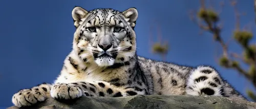 snow leopard,clouded leopard,egyptian mau,south american gray fox,arabian mau,wild cat,ocelot,white bengal tiger,great puma,felidae,white tiger,jaguar,african leopard,blue tiger,leopard,piebald,asian tiger,zoo planckendael,the amur adonis,hosana,Photography,Documentary Photography,Documentary Photography 35