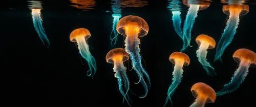 jellyfish,cnidaria,sea jellies,ctenophores,jellyfishes,jellies,cnidarians,spermatophores,lion's mane jellyfish,jellyfish collage,bioluminescent,bioluminescence,raja ampat,rhinophores,chromatophores,oz