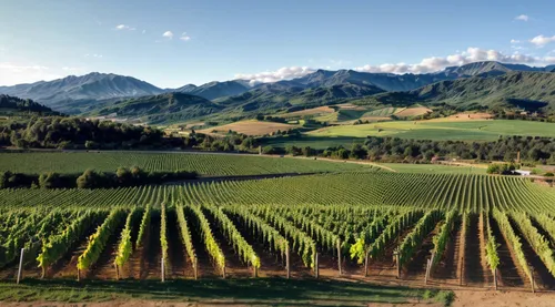 southern wine route,wine region,vineyards,wine country,south island,newzealand nzd,south tyrol,new zealand,wine growing,high rhône valley,vineyard,piemonte,wine-growing area,castle vineyard,southeast switzerland,grape plantation,styria,gruyere you savoie,wine cultures,passion vines