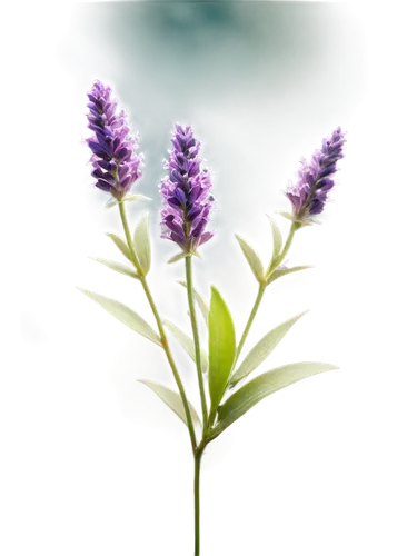 fernleaf lavender,flowers png,liatris spicata,lavandula,the lavender flower,lavender flower,small-leaf lilac,french lavender,egyptian lavender,lavender flowers,lavender oil,lavendar,purple loosestrife,vintage lavender background,grape hyacinth,english lavender,blue grape hyacinth,flower background,white grape hyacinths,crown chakra flower,Conceptual Art,Oil color,Oil Color 16