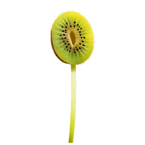 kiwi fruit,kiwifruit,green kiwi,kiwi,kiwi plantation,kiwi coctail,kiwi lemons,onagraceae,muskmelon,kiwis,malvaceae,banani,seedpod,venus flytrap,schisandraceae,frugivorous,marasmiaceae,honey dew melon,carnivorans,lemon background,Art,Classical Oil Painting,Classical Oil Painting 42