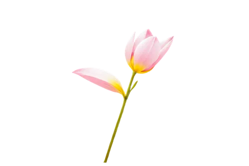 tulip background,flowers png,pink tulip,tulipa,turkestan tulip,tulip magnolia,centaurium,minimalist flowers,tulipa tarda,tulip,tulip blossom,tulipa sylvestris,lotus png,flower background,tulipa humilis,tulip flowers,tulip white,wild tulip,flax-leaved tulip,vineyard tulip,Conceptual Art,Sci-Fi,Sci-Fi 14