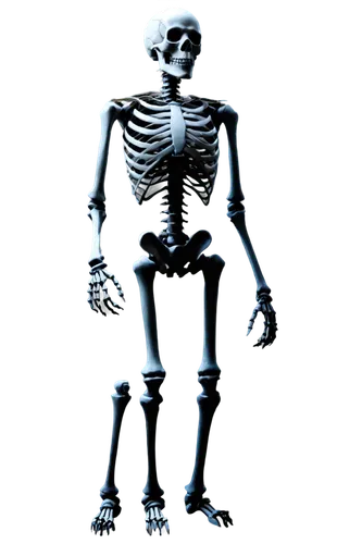 skeletal,skeleltt,calcium,human skeleton,skeleton,skeletal structure,vintage skeleton,bone,skeletons,endoskeleton,bones,png image,png transparent,bowl bones,3d figure,xray,primitive man,die,tin,mr,Conceptual Art,Fantasy,Fantasy 09