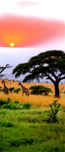 serengeti,tsavo,savane,makgadikgadi,zambezian,morondava,africa,pejeta,laikipia,turkana,samburu,adansonia,ngorongoro,east africa,manyara,afrique,tanganyika,namib,marsabit,amboseli,Illustration,Paper based,Paper Based 01