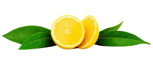 lemon background,lemon wallpaper,citrus plant,orange fruit,kumquat,citrus,lemon tree,tangerines,oranges,green oranges,lemon - fruit,yellow orange,satsuma,citron,slice of lemon,carambola,defense,orange yellow fruit,lemon,asian green oranges,Conceptual Art,Daily,Daily 22