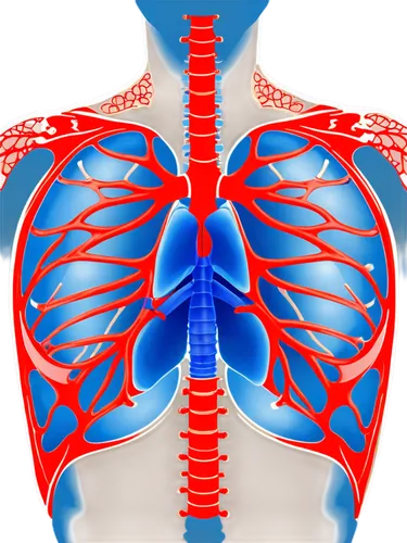 Detailed illustration, human body, internal organs, respiratory system, lungs, trachea, bronchi, diaphragm, ribcage, sternum, 3D model, semi-transparent, bright lighting, shallow depth of field, blue 