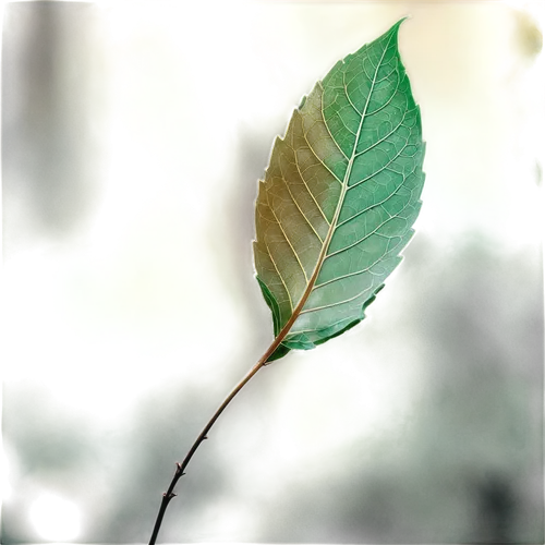 Single leaf, green color, veins visible, curled edges, delicate stem, gentle swaying motion, soft natural light, close-up shot, shallow depth of field, warm color tone, cinematic composition, bokeh ba