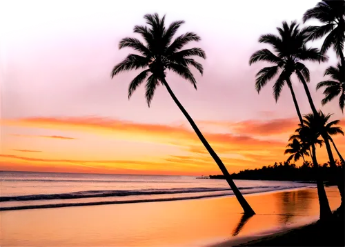 coconut trees,coconut palms,hawaii,hawai,tropical beach,paradises,sunset beach,sunrise beach,dream beach,cook islands,coconut tree,palm silhouettes,simeulue,south pacific,tangalle,tropical sea,beautiful beaches,varkala,tropical house,hualalai,Art,Classical Oil Painting,Classical Oil Painting 11