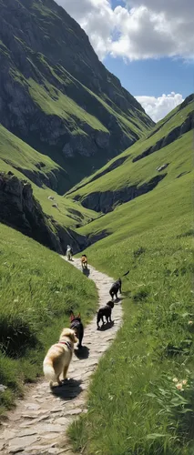 pyrenean shepherd,basque shepherd dog,alpine pastures,dog hiking,appenzeller sennenhund,central asian shepherd dog,carpathian shepherd dog,bucovina shepherd dog,schweizer laufhund,herding dog,alpine route,bernina pass,romanian mioritic shepherd dog,east-european shepherd,mountain cows,goatherd,dog sled,karakachan dog,shepherd dog,tibet terrier,Photography,Black and white photography,Black and White Photography 03