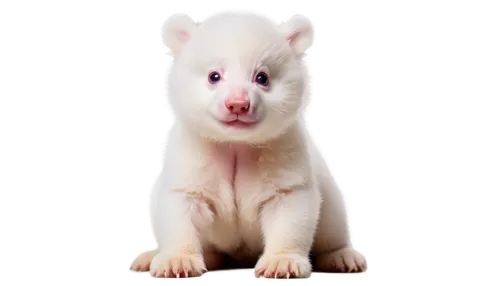 Cute baby bear, standing, infant, (1-2yo), fluffy white fur, pink nose, cute eyes, small ears, paws, crawling, innocent expression, soft focus, warm lighting, shallow depth of field, pastel color tone