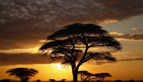 adansonia,tsavo,samburu,east africa,kenya africa,etosha,africa,serengeti,botswana,tree of life,lone tree,yoshua tree national park,tanzania,namibia,argan tree,isolated tree,kenya,golden trumpet trees,argan trees,zimbabwe,Photography,Fashion Photography,Fashion Photography 23