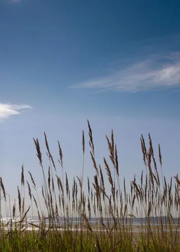 marram grass,beach grass,dune grass,marram,marshack,wadden sea,north sea oats,grasses in the wind,ameland,the wadden sea,phragmites,the beach-grass elke,salt marsh,cordgrass,reed grass,maasvlakte,bodi