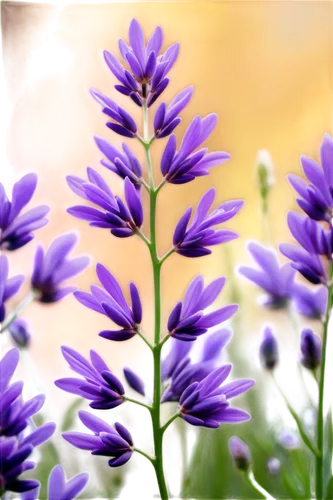 lavender flower,lavender flowers,the lavender flower,lavender oil,lavandula,blue grape hyacinth,liatris,defends,grape hyacinths,grape hyacinth,lavander,lavendar,lavender,lavender bunch,agastache,camassia,lavenu,lupinus,common grape hyacinth,purple flowers,Illustration,Realistic Fantasy,Realistic Fantasy 39