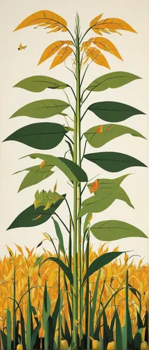 forage corn,ornamental corn,giant goldenrod,flower and bird illustration,flower illustration,illustration of the flowers,sunflowers and locusts are together,maize,crop plant,field of cereals,cornfield,corn field,corn,agricultural,sweet corn,winter corn,cereal cultivation,sweetcorn,corn ordinary,agriculture,Illustration,Vector,Vector 13