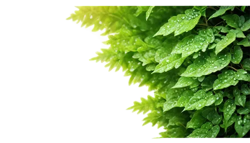 liverwort,ostrich fern,leaf fern,lemon balm,fern plant,intensely green hornbeam wallpaper,parsley leaves,nettle leaves,chervil,fern leaf,ferns,stinging nettle,fern,indian nettle,moss saxifrage,caulerpa,forest moss,fern fronds,astilbe,chimichurri,Illustration,Abstract Fantasy,Abstract Fantasy 01