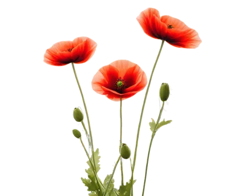 Delicate poppy flowers, bright red petals, yellow centers, slender stems, green leaves, gentle swaying, soft natural light, warm color tone, 3/4 composition, shallow depth of field, cinematic lighting