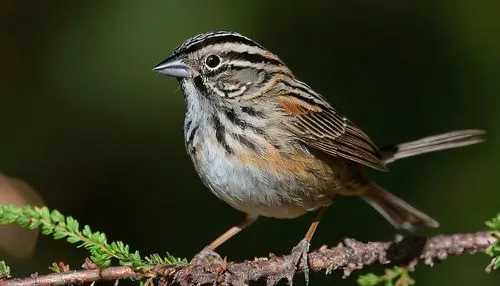 Male, Gehrmann's Sparrow, perched, tiny, brownish-grey feathers, white stripes above eyes, black throat patch, sharp beak, twig, leafy branch, forest floor, sun-dappled, warm lighting, shallow focus, 