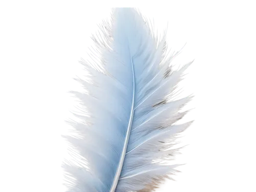 feather,bird feather,chicken feather,peacock feather,white feather,pigeon feather,hawk feather,swan feather,parrot feathers,feather on water,feather headdress,feathers,feather bristle grass,feather jewelry,peacock feathers,color feathers,feather pen,plumes,feathers bird,ostrich feather,Conceptual Art,Daily,Daily 32