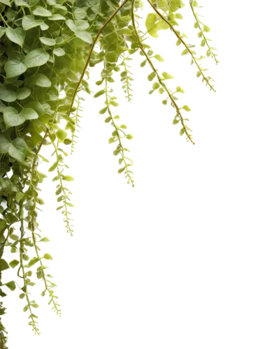 spring leaf background,intensely green hornbeam wallpaper,maidenhair,fern plant,phyllanthaceae,polypodium,adiantum,green wallpaper,pteridium,leaf fern,ferns,dryopteris,lily of the valley,background ivy,wakefern,aaaa,asparagaceae,nature background,spleenwort,pteris,Conceptual Art,Oil color,Oil Color 01