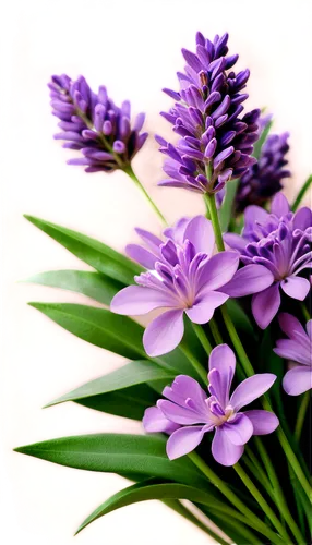 lavender flower,the lavender flower,lavender flowers,purple flowers,liriope,purple flower,flower purple,camassia,strophariaceae,african lily,the purple-and-white,pearl hyacinth,lilac flower,hyacinthus,small-leaf lilac,hyacinths,hyacinth,lilas,pale purple,vervain,Photography,Fashion Photography,Fashion Photography 03