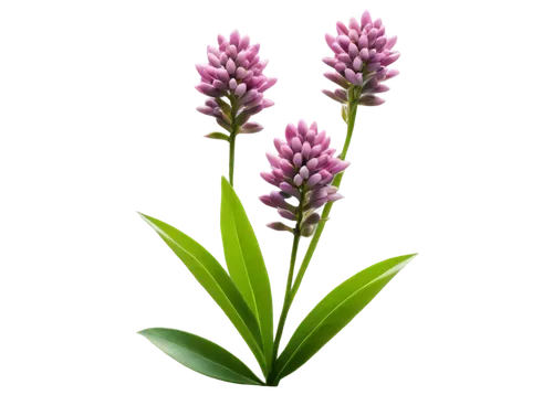 Milkweed plant, wildflower, delicate purple flowers, clustered blooms, green stem, leafy foliage, soft focus, natural light, warm color tone, 3/4 composition, shallow depth of field, cinematic lightin