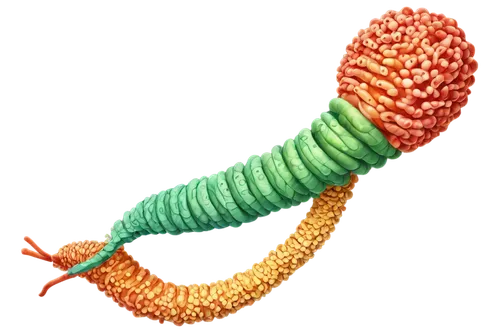 Helicobacter pylori, microscopic, 3D illustration, spiral shape, flagella, cell membrane, nucleus, DNA, proteins, biofilm formation, acidic environment, stomach lining, inflammatory response, warm col