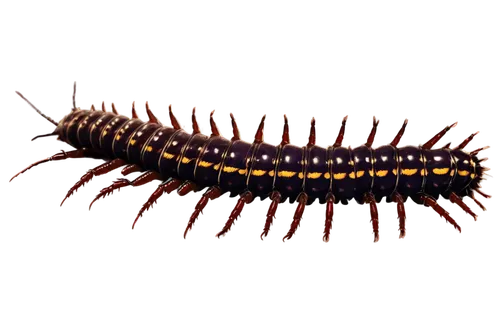 Long, segmented centipede body, many legs, dark brown color, shiny exoskeleton, detailed texture, venomous fangs, beady eyes, curled antennae, slow movement, close-up shot, dramatic lighting, high con