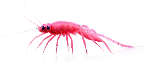 kirlian,ectoparasite,cnidarian,phertzberg,flagella,polychaete,krill,protozoans,clostridium,pylori,rotifer,calliandra,spinnerets,spinneret,escherichia coli,paraplatyptilia,pink vector,electromigration,sea anemone,achatinellidae,Photography,General,Commercial