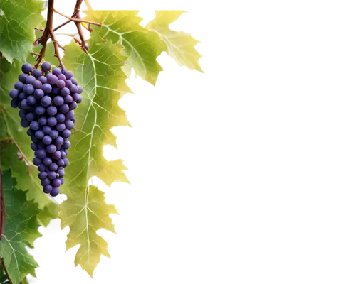 purple grapes,blue grapes,grape vine,wine grape,wine grapes,currant decorative,grapes,red grapes,currant branch,bright grape,winegrape,vineyard grapes,currant berries,wood and grapes,table grapes,fresh grapes,elder berries,vitis,unripe grapes,grapevines,Conceptual Art,Sci-Fi,Sci-Fi 01