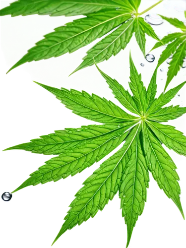 cannabidiol,huana,cannabinoids,cannabinol,mape leaf,cbd oil,custody leaf,tetrahydrocannabinol,green leaf,medicinal plant,endocannabinoid,mugwort,leafed,herbicidal,legalize,crop plant,leaf background,cannabidio,weed,hemp,Illustration,Japanese style,Japanese Style 19