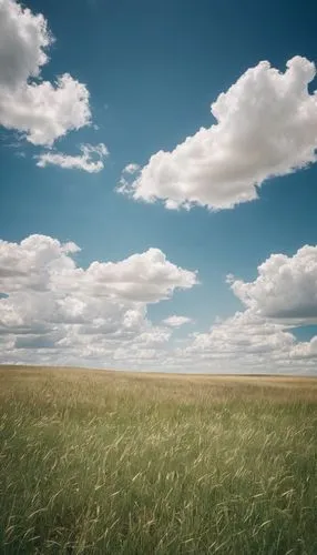 辽阔的草原，蓝天白云,grasslands,prairies,grassland,prairie,meadow landscape,windows wallpaper,steppe,plains,landscape background,flatlands,salt meadow landscape,blue sky and white clouds,blue sky and clouds,bac