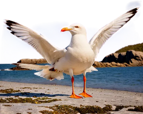 indian sea gull,seagull,sea gull,royal tern,tern bird,silver seagull,seagle,american herring gull,dove of peace,seagulls birds,orange gull,herring gulls,seagull in flight,seagull flying,larus,doves of peace,kelp gull,sea gulls,peace dove,herring gull,Illustration,Realistic Fantasy,Realistic Fantasy 09