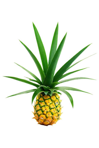 pineapple background,ananas,pinapple,small pineapple,pineapple basket,pineapple,a pineapple,fir pineapple,pineapple wallpaper,pineapple plant,pineapples,mini pineapple,pineapple pattern,young pineapple,fresh pineapples,pineapple top,pineapple comosu,pineapple head,house pineapple,pineapple juice,Art,Artistic Painting,Artistic Painting 51