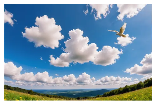 nature background,background view nature,bird in the sky,windows wallpaper,blue sky and clouds,landscape background,bird perspective,blue sky and white clouds,cloud image,sailplane,flying dandelions,blue sky clouds,seagull in flight,bird flying,bird in flight,sky butterfly,skydrive,bird flight,seagull flying,paragliders duo blue sky cloudy,Conceptual Art,Fantasy,Fantasy 31