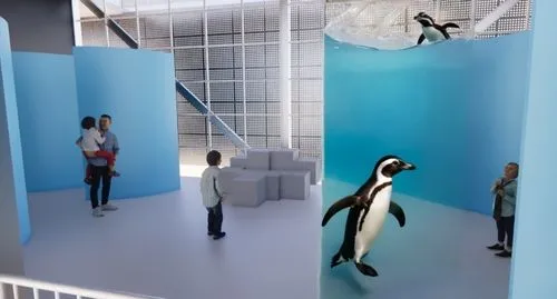 sky space concept,aquariums,african penguins,seaquarium,emperor penguins,acquarium,futuristic art museum,aqua studio,aquarium,penguins,blue room,will free enclosure,habitaciones,3d rendering,penguin,children's interior,renderings,graecorum,school design,quadriennale