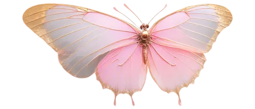 pink butterfly,cupido (butterfly),butterfly vector,hesperia (butterfly),butterfly clip art,flutter,butterflay,passion butterfly,butterfly isolated,limenitis,papillon,french butterfly,c butterfly,vanessa (butterfly),parnassius apollo,isolated butterfly,butterfly background,butterfly,winged heart,lepidoptera,Conceptual Art,Sci-Fi,Sci-Fi 02