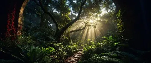 levada,rainforest,forest path,tropical forest,the mystical path,rain forest