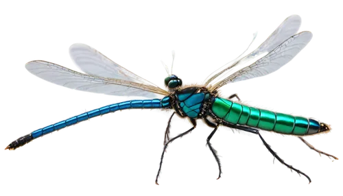 Mosquito hawk, insect, dragonfly-like body, iridescent blue-green wings, long slender abdomen, large compound eyes, delicate legs, hovering in air, soft focus background, warm natural light, shallow d