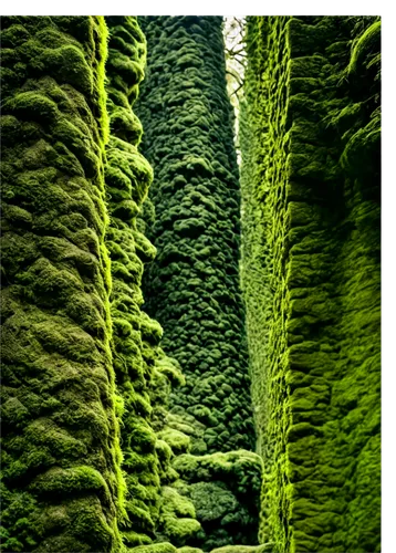 columnar,moss landscape,green wallpaper,forest moss,xylem,cypresses,bryophyte,chlorophylls,green waterfall,tree moss,kudzu,green border,block of grass,plant veins,green plants,mossy,chlorophyll,foliation,bryophytes,moss,Art,Artistic Painting,Artistic Painting 05