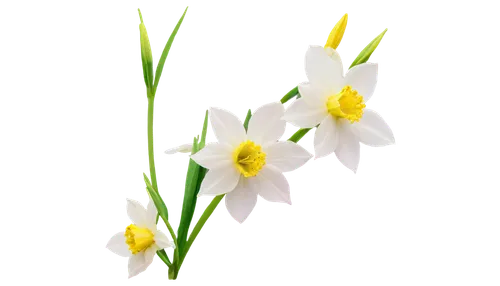 flowers png,flower background,easter lilies,tulip background,spring background,flower wallpaper,spring leaf background,floral digital background,jonquils,white floral background,minimalist flowers,floral background,tulipa,daffodils,springtime background,lilies of the valley,spring flower,zephyranthes,white lily,white tulips,Photography,Fashion Photography,Fashion Photography 25