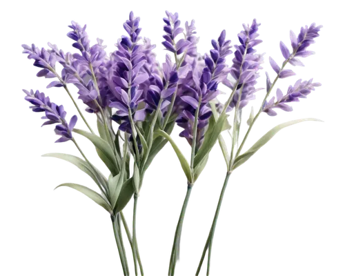 flowers png,camassia,lavender flower,the lavender flower,lavender flowers,hyacinthus,muscari,muscari armeniacum,lavandula,agapanthus,hyacinthoides,lavender oil,lavender bunch,lavendar,graph hyacinth,blue grape hyacinth,hyacinths,lavander,grape hyacinths,constricta,Illustration,Paper based,Paper Based 04