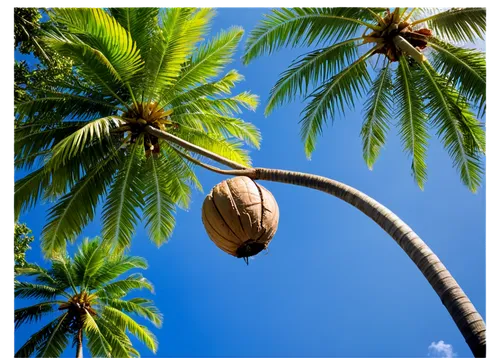 Palm tree, tropical atmosphere, tall slender trunk, lush green leaves, curved branches, coconuts hanging, sunny day, bright blue sky, warm lighting, soft focus, shallow depth of field, 3/4 composition