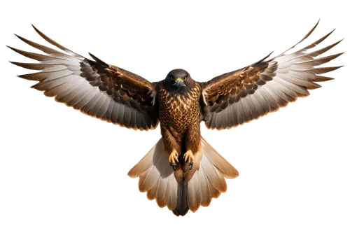 lanner falcon,aguila,saker falcon,rapace,peregrine falcon,peregrine,falconidae,falconiformes,falconry,golden eagle,bird of prey,flying hawk,falconieri,bird png,falcon,falconer,eagle vector,falconet,russian imperial eagle,soar,Conceptual Art,Fantasy,Fantasy 17